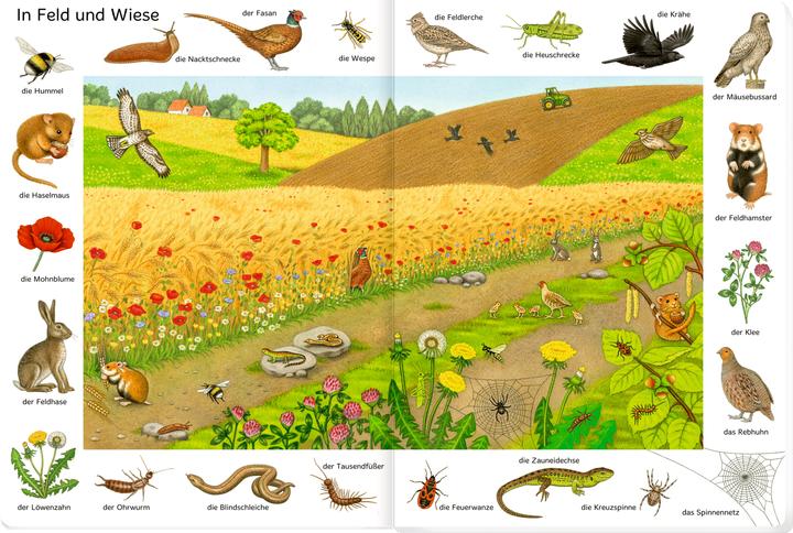 Produktbild Bilder suchen-Wörter finden: So viele Tiere (Deutsch, Sybille Brauer, 2023)