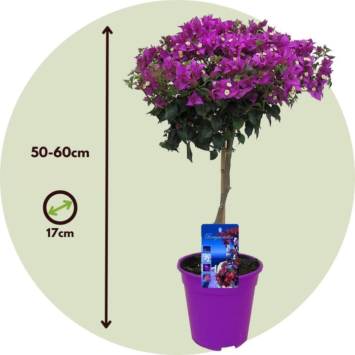 Produktbild Plant in a Box Bougainvillea 'Alexandra' (50 cm)
