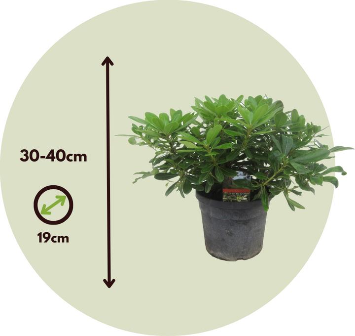 Image du produit Plant in a Box Pittosporum tobira nanum - Laurier (30 cm)