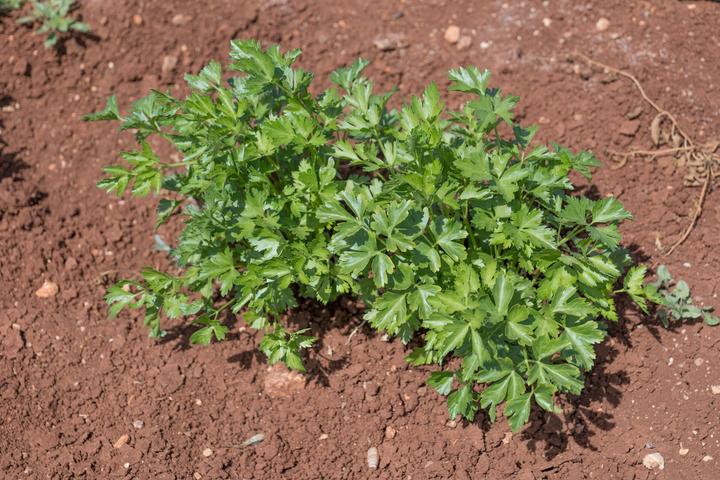 Image du produit Living Seeds Petersilie, einfache Schnitt 3 (Germes)
