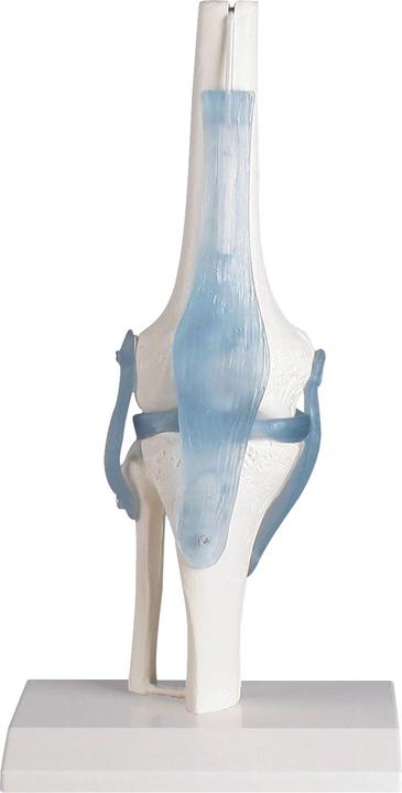Image du produit Erler Zimmer Articulation du genou avec ligaments