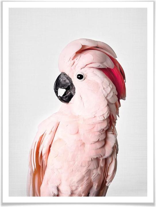 Produktbild Trenddeko Rosa Kakadu (60 x 80 cm)