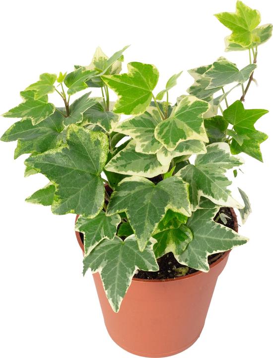 Immagine prodotto Flowerbox Edera comune - Hedera helix (15 cm)