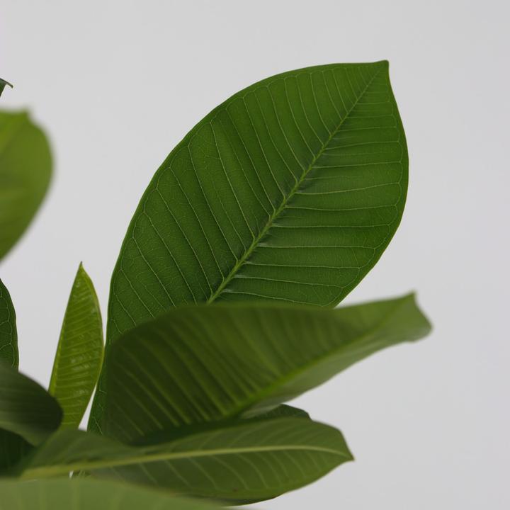 Actual product image Plant in a Box Plumeria rubra - Hawaii pflanze (45 cm)