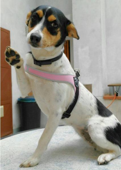Immagine prodotto Tre Ponti Pettorina per cani regolabile (L, Cane, Passeggiare)