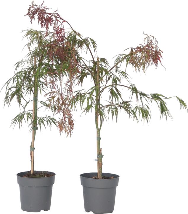 Produktbild Plant in a Box Acer palmatum 'Inaba-shidare' - 2er Set Japanischer Ahorn (30 cm)
