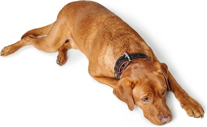 Produktbild Hunter Halsband Canadian Up für Hunde Schwarz M/L (M, L, Hund, Allgemein)