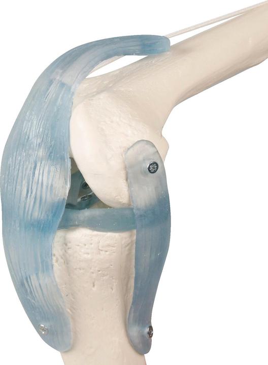 Image du produit Erler Zimmer Articulation du genou avec ligaments
