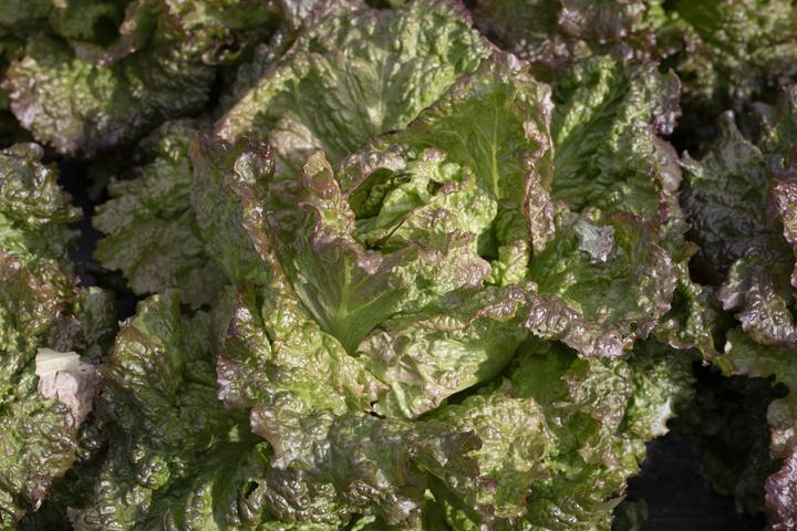 Produktbild Zollinger Bio Winterlattughino, Krauser von Changins (Keimlinge)