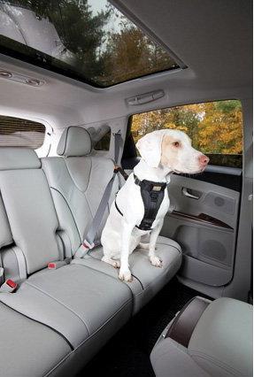 Actual product image Kurgo Tru-Fit (L, Dog, General)