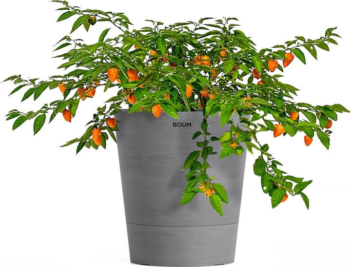 Produktbild Boum Setzling Chili "Habanero"