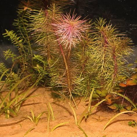 Produktbild JBL Aquaristik und Terraristik Sansibar Orange, Ø 0.1-0.6 mm, orange, 5 kg (sonstige Gegenstände)