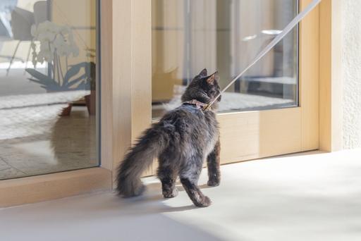 Actual product image Designed by Lotte Cat harness Virante (L, Cat, Walks)