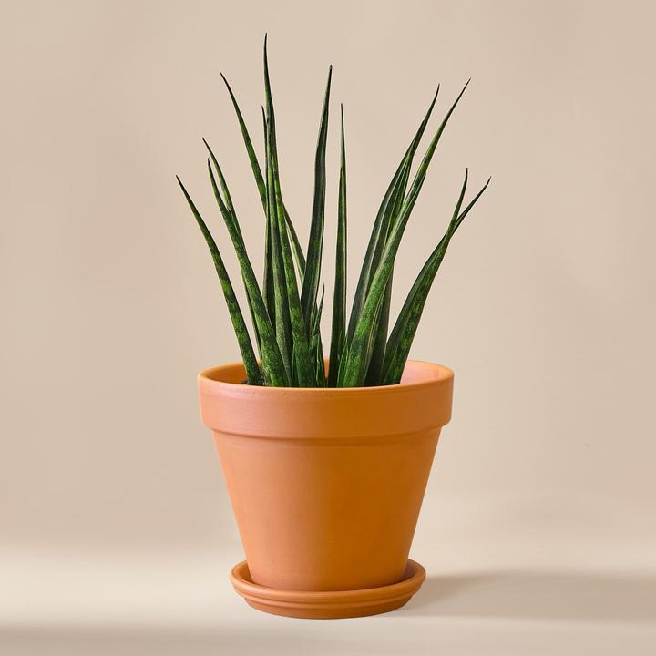Mary and Plants Sansevieria Fernwood Mikado (35 cm)