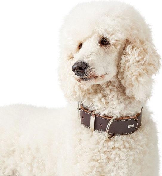 Produktbild Hunter Halsband Aalborg Special (40, 41, 42, 43, 44, 45, 46, 47, 48, Hund, Hundesport)