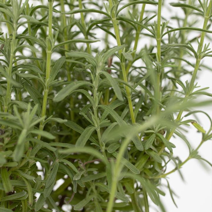 Image du produit Plant in a Box Lavandula stoechas 'Anouk' - Arbre à lavande (45 cm)