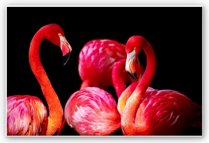 Image du produit Trenddeko Flamant rose (60 x 40 cm)