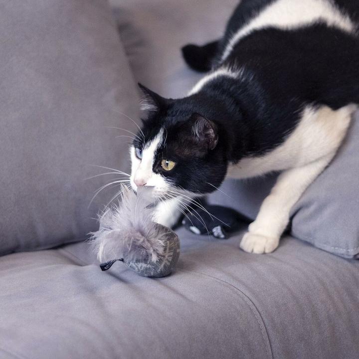 Image du produit Star Wars Jouet pour chats Gris PET
