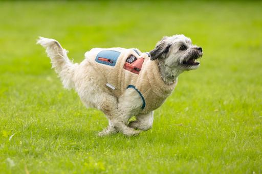 Produktbild Beeztees Hundemantel Teddy (XXL, Hundepullover)