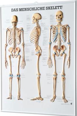 Produktbild Ruediger RÜDIGER 3D Relief Poster Skelett 74 x 54 de (54 x 74 cm)