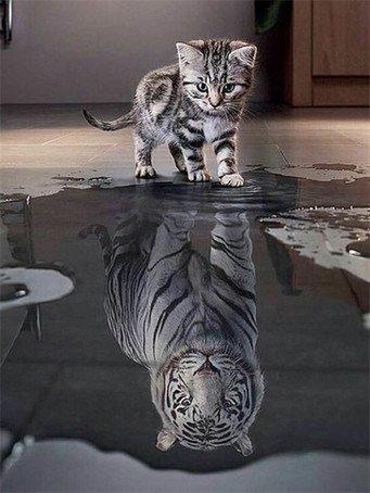 Produktbild Pracht Diamond Painting Katze und Tiger 30 x 40 cm mit Rahmen