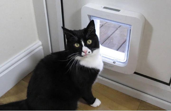 Actual product image SureFlap Microchip cat door (Microchip Cat Flap)