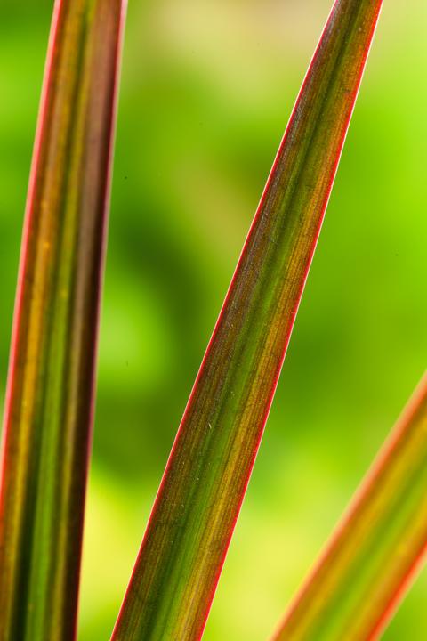 Actual product image Plant in a Box Dracaena Marginata Magenta - Dragon Tree (70 cm)
