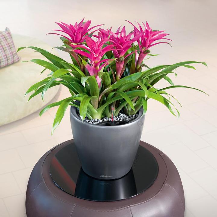 Immagine prodotto Lechuza Classico (36 cm)