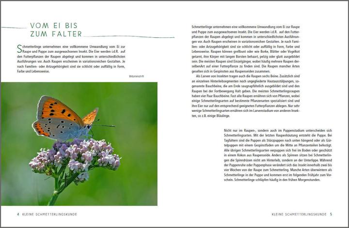 Immagine prodotto Ein Gartenparadies für Schmetterlinge. Die schönsten Blumen, Stauden, Kräuter und Sträucher für (Tedesco, Ursula Kopp, 2020)