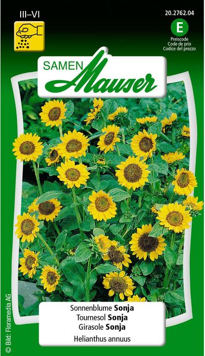 Samen Mauser Girasole Sonja (Semi di piante)