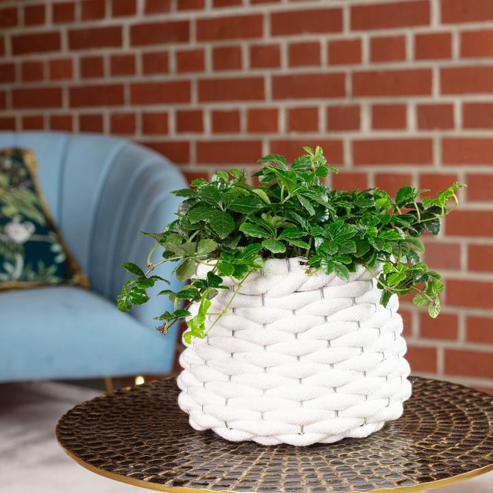 Actual product image Flowerbox Room wine "Smit Verona Vein" - Parthenocissus striata (20 cm)