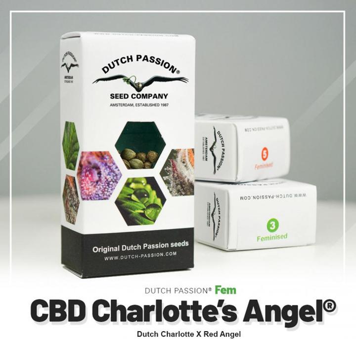 Produktbild Dutch Passion CBG Charlottes Angels Feminised 3 pcs (15.80 g)