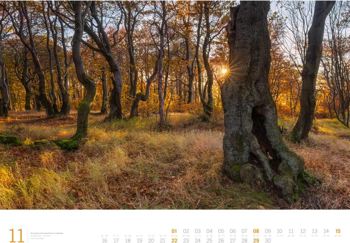 Image du produit Wald - Gallery Kalender 2026 (66 x 50 cm, Couverture rigide, Anglais, Allemand)