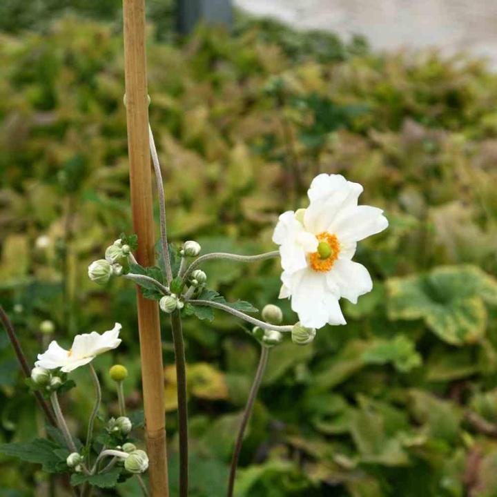 Produktbild Siena Garden Pflanzstab (120 cm, 1 cm)