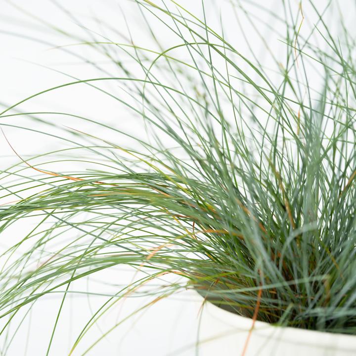 Produktbild Plant in a Box Festuca glauca 'Elijah Blue' - 6er Set Blaugrünes Schwingel (10 cm)