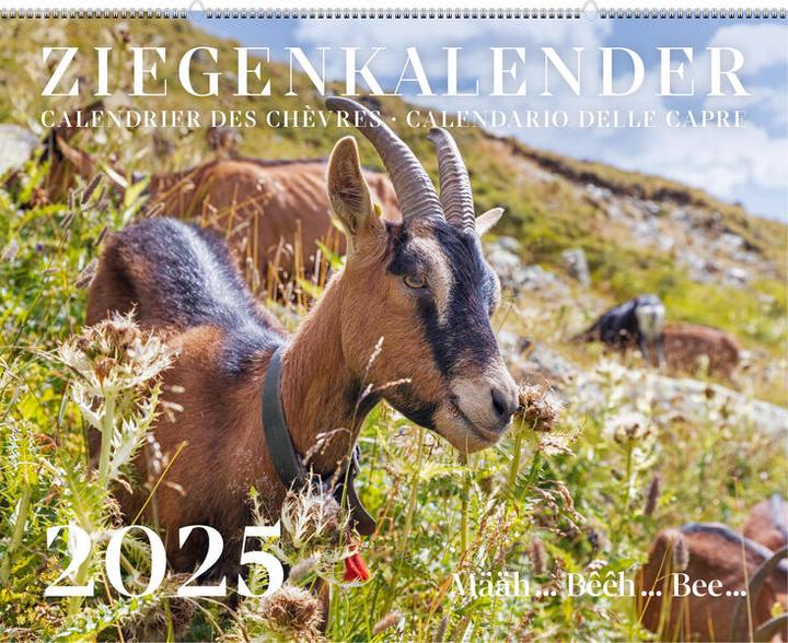 Immagine prodotto Calendario delle capre / Calendrier des chèvres / Calendario delle capre 2025 (Nessuna rilegatura, Tedesco, Francese, Italiano)