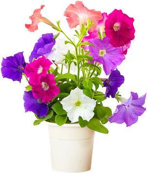 Actual product image Click and Grow Petunia (Flower seeds)
