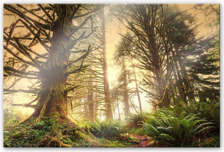 Image du produit Trenddeko Forêt enchantée (120 x 75 cm)