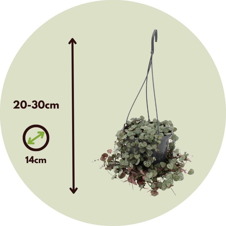 Immagine prodotto Plant in a Box Ceropegia linearis Woodii - foglia del cuore a catena affondante (30 cm)