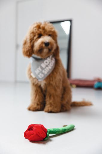 Actual product image Beeztees Bandana Single Boss (M, Dog coat)