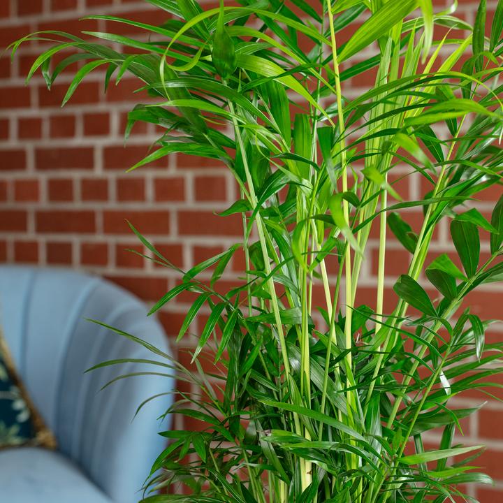 Produktbild Flowerbox Bergpalme - Chamaedorea elegans (55 cm)
