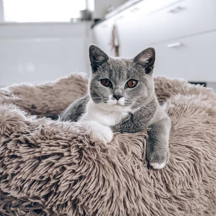 Produktbild District 70 Haustier-Bett (Katze, Hund)