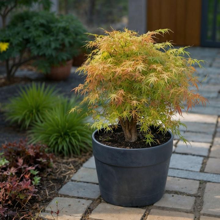 Produktbild Plant in a Box Acer palmatum 'Katsura' - Japanischer Ahorn (70 cm)