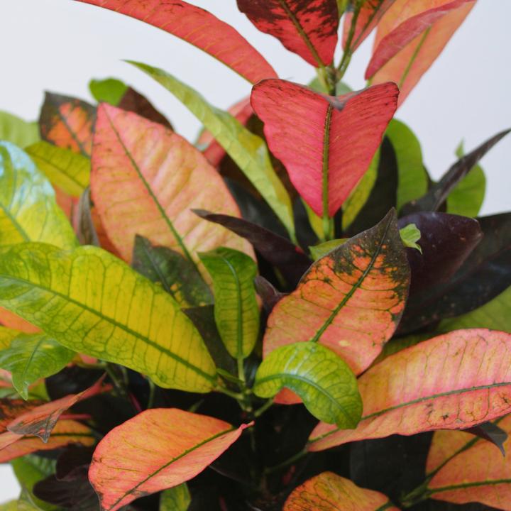 Image du produit Plant in a Box Codiaeum variegatum 'Mrs. Iceton' - Croton (120 cm)