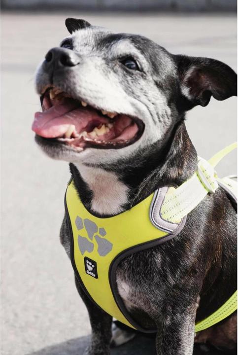 Produktbild Hurtta Geschirr Weekend Warrior (XS, Hund, Allgemein)