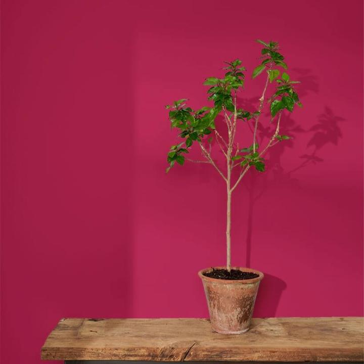 Actual product image Annie Sloan Wall paint Capri Pink 2.5 litres (Capri Pink, 2500 ml)