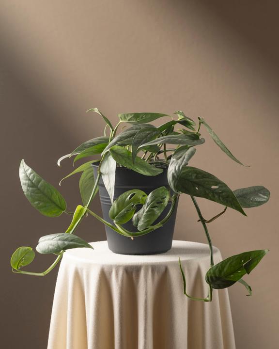 feey Epipremnum pinnatum 'Cebu Blue (25 cm, Fraîchement rempotés)