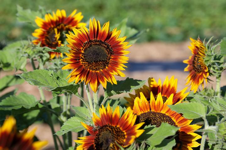 Image du produit Zollinger Bio Sonnenblume, Feuerring (Graines de fleurs)