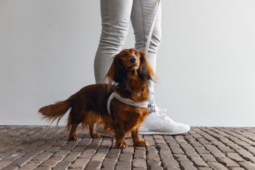 Productafbeelding Designed by Lotte Velura (XXS, XS, S, M, L, Hond, Algemeen)