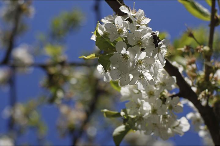 Image du produit Meike 50mm 1.2 Sony E-Mount (Sony E, APS-C / DX)